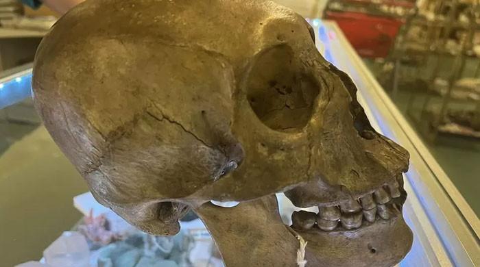 Human skull in North Fort Myers shop creeps out Lee County customers