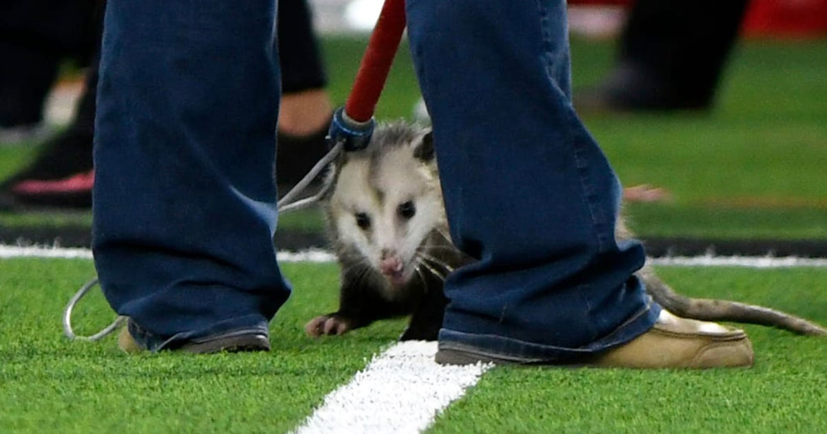 An opossum crashed a college football game in Texas and became a viral star