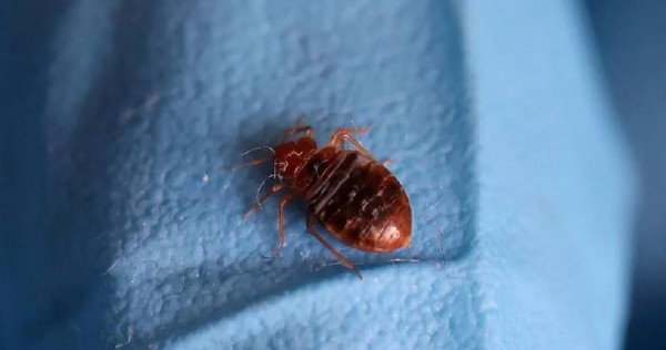 South Korea ramps up pest control after reports of bedbugs, Asia News