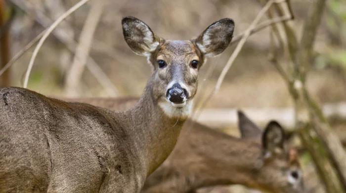 Deer hunting in US: How to put tag number on kill before reporting your harvest?