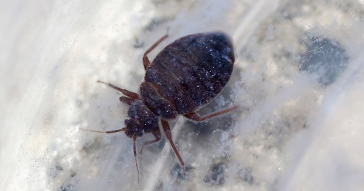 South Korea ramps up pest control after reports of bedbugs