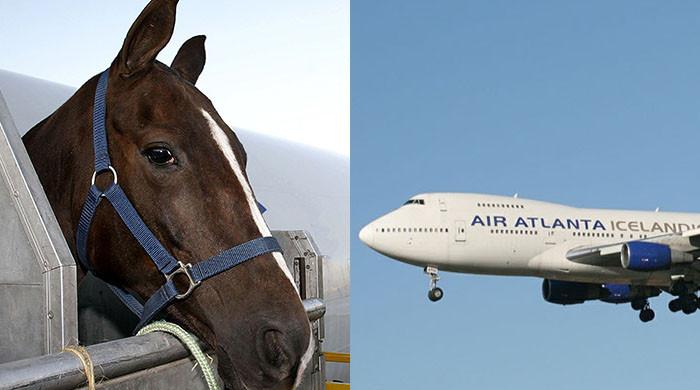 Horse trotting loose inside cargo hold sends Air Atlanta Icelandic flight back to JFK