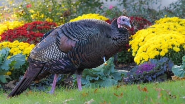 Behold Turkules, the turkey who charmed and terrorized a New Jersey town for months