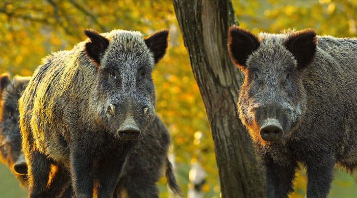 Invasive Canadian ‘super pigs’ boarish-ly hogging northern US states â€” What’s at stake?