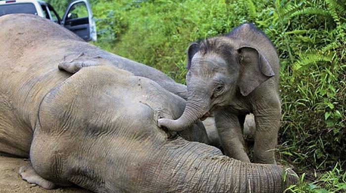Mama elephant crushes car after it struck her baby on Malaysian Highway