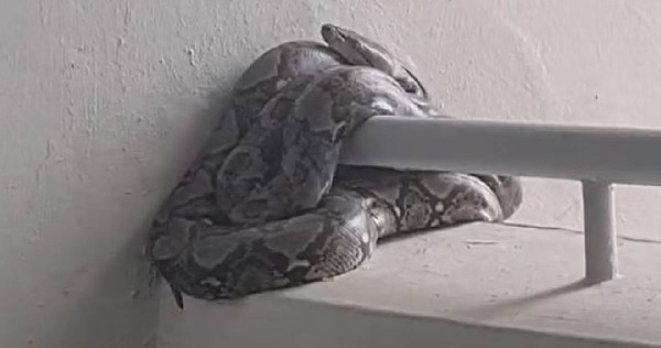 3m-long python slithers into stairwell of Tampines HDB block, frightening residents, Singapore News