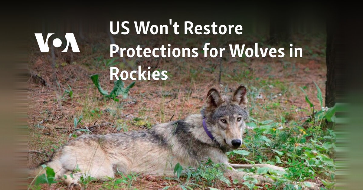 US Won’t Restore Protections for Wolves in Rockies