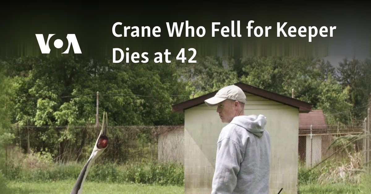 Crane Who Fell for Keeper Dies at 42