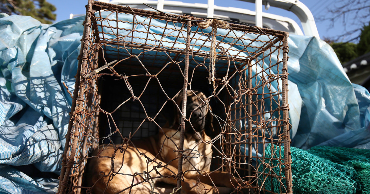 South Korean farmers protest proposed anti-dog meat legislation
