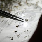 Here’s what to know about dengue, as Puerto Rico declares a public health emergency