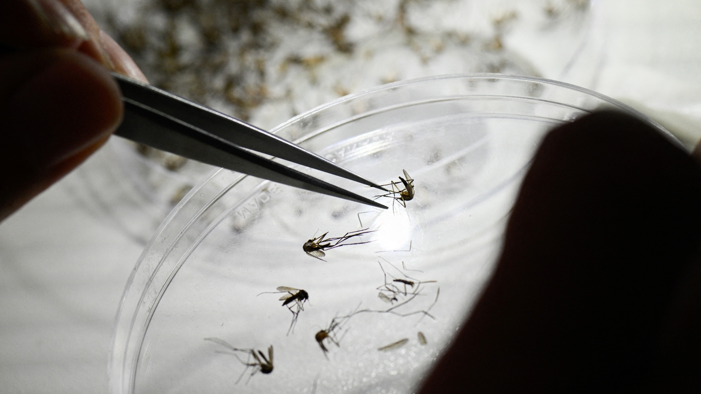 Here’s what to know about dengue, as Puerto Rico declares a public health emergency